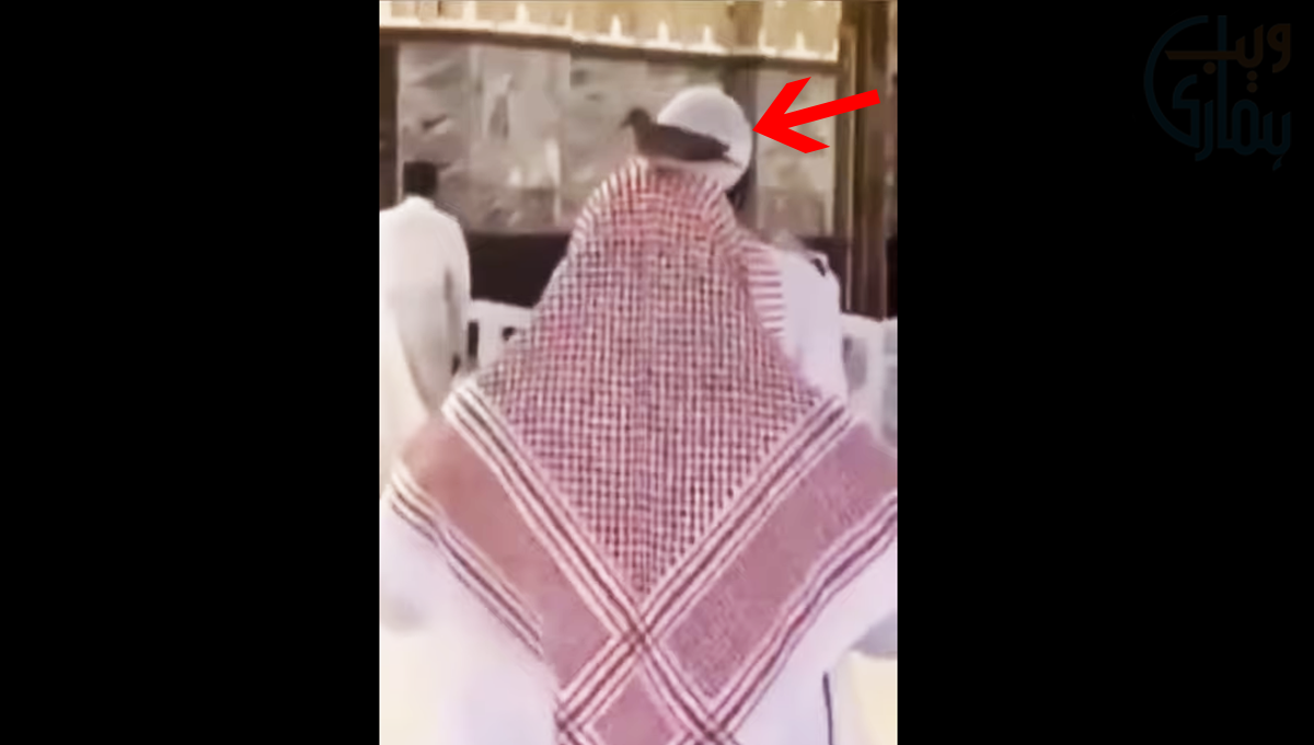 خانہ کعبہ میں باجماعت نماز کے دوران نمازی کے سر پر کبوتر بیٹھا  کیا کرتا رہا؟ ویڈیو دیکھیں