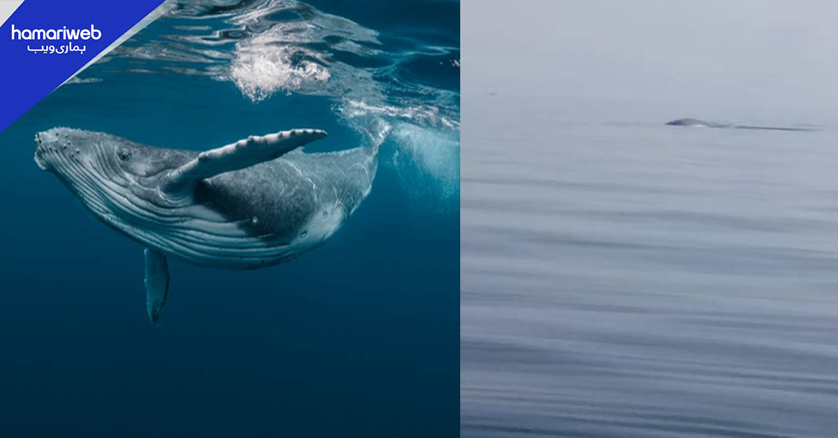 پاکستان کا سمندر وہیلز کے لیے محفوظ گھر، برائیڈز وہیل کی پھر واپسی