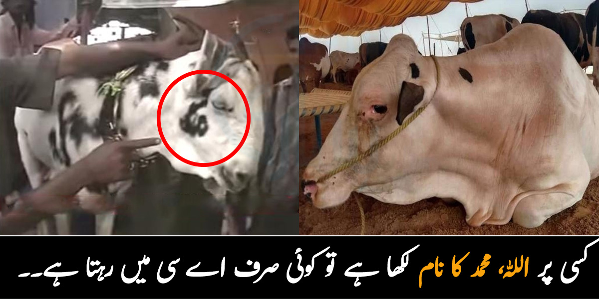 کسی پر اللہ، محمد کا نام لکھا ہے تو کوئی صرف اے سی میں رہتا ہے.. لاکھوں کروڑوں کے ملنے والے قربانی کے جانوروں کی انوکھی اور دلچسپ خصوصیات