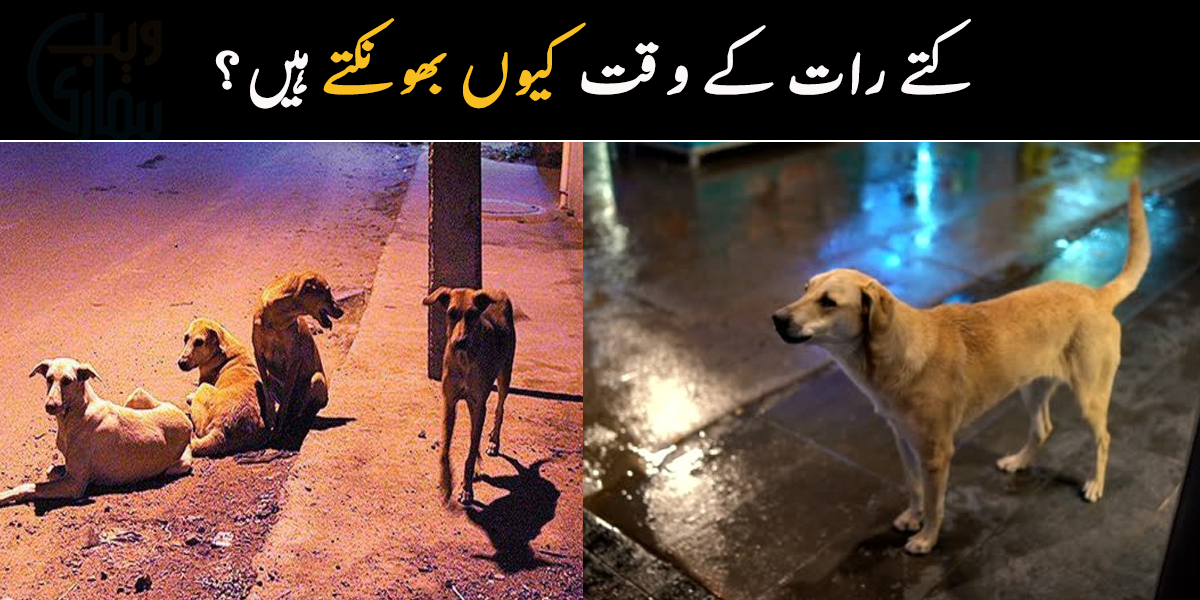 کتے رات کے وقت کیوں بھونکتے ہیں؟ جانیے ان جانوروں سے متعلق دلچسپ معلومات