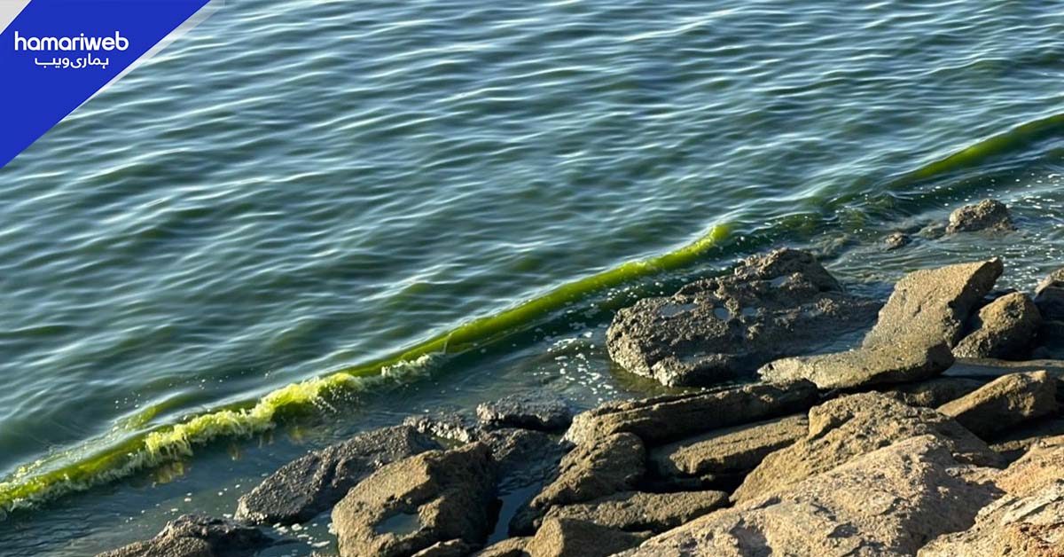 گوادر کے ساحل پر سبز سمندری پانی کا پھیلاؤ غیر زہریلا قرار 