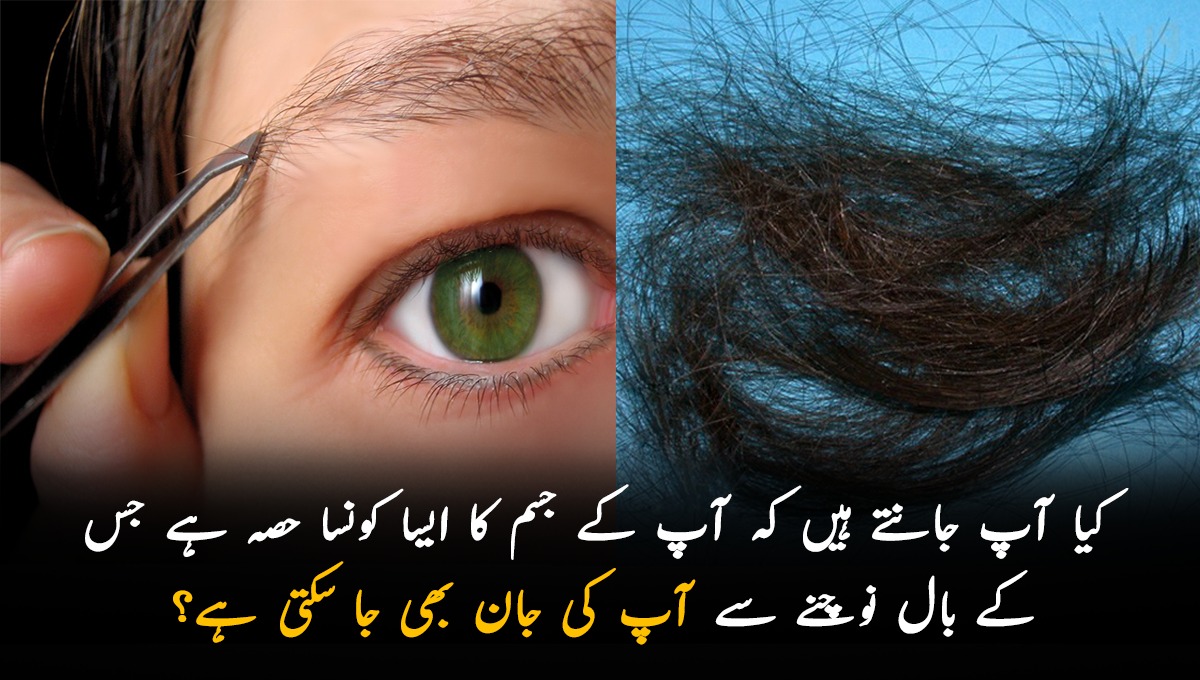 کیا آپ جانتے ہیں کہ آپ کے جسم کا ایسا کونسا حصہ ہے جس کے بال نوچنے سے آپ کی جان بھی جا سکتی ہے؟ جان کر آپ بھی حیران رہ جائیں گے
