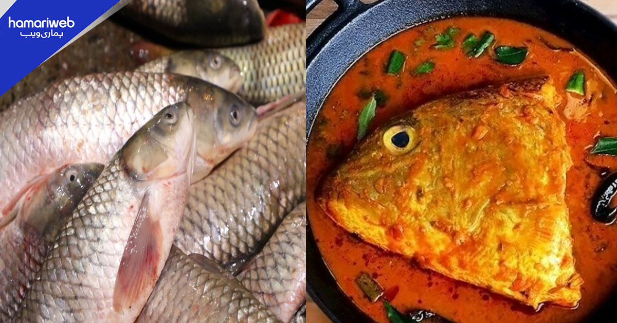 سردیوں میں سرمئی مچھلی کیوں کھانی چاہیے؟ جانیں اس مچھلی کے سر میں چھپے چند خاص راز