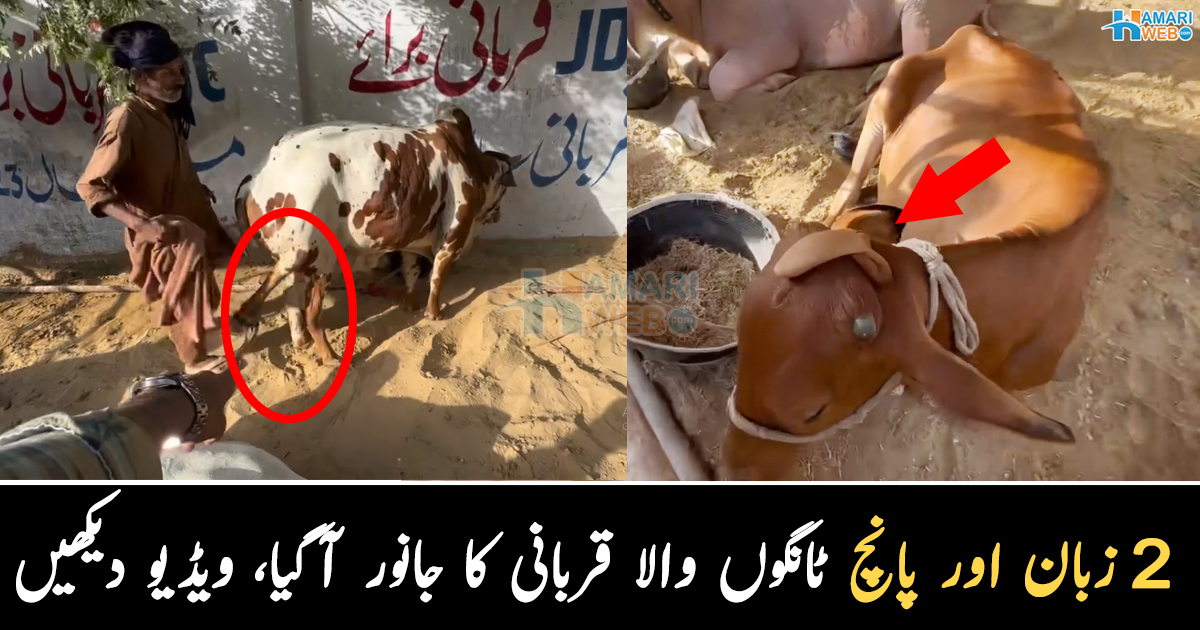 کسی کی 2 زبانیں ہیں تو کسی گائے کی 5 ٹانگیں۔۔ کراچی میں نایاب جانوروں کی آمد! دلچسپ ویڈیو دیکھیں