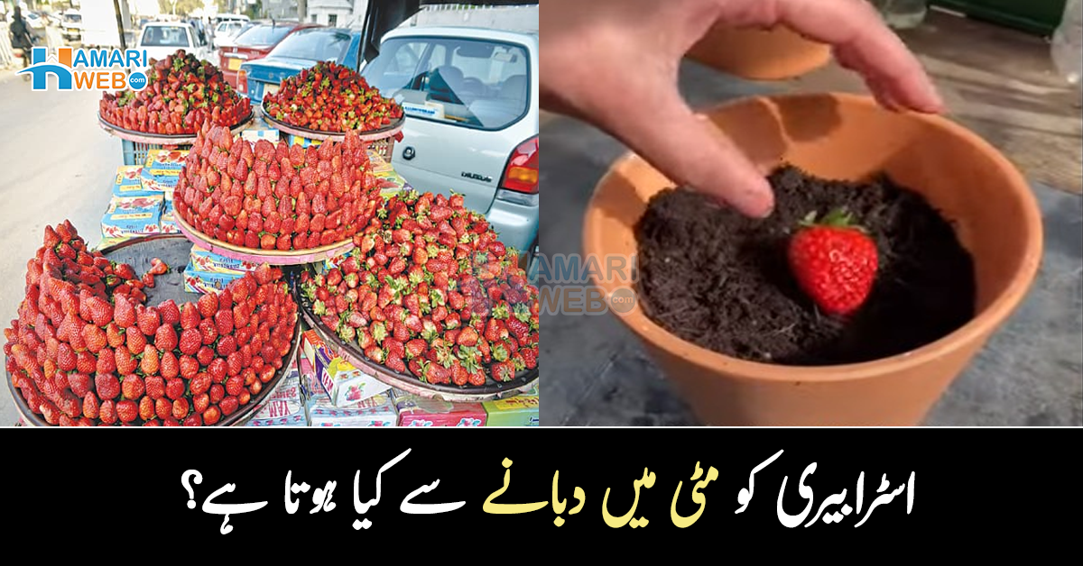 اسٹرابیری کو مٹی میں دبانے سے کیا ہوتا ہے؟ دلچسپ عمل جو آپ کے قیمتی پیسوں کی بچت بھی کرسکتا ہے