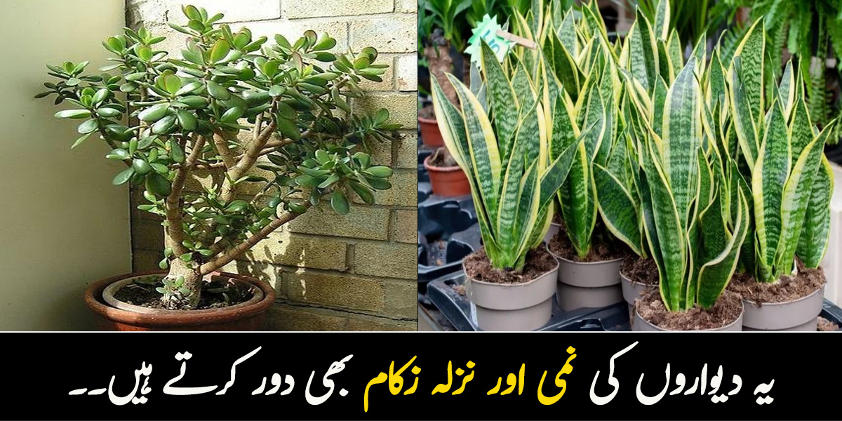 یہ دیواروں کی نمی اور نزلہ زکام دور کرتا ہے ۔۔۔ 6 سستے پودے کون سے ہیں جو آپ کی بڑی مشکل آسان بنائیں؟