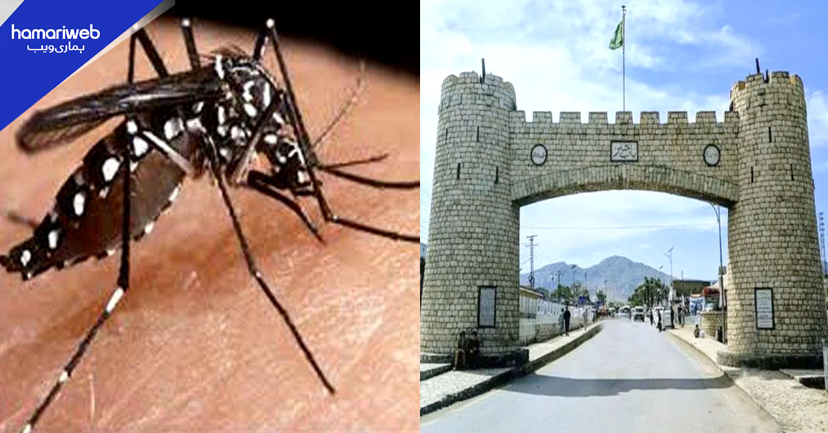 خیبر پختونخوا میں ڈینگی مچھروں کے حملے، رواں ہفتے 11 نئے کیسز رپورٹ