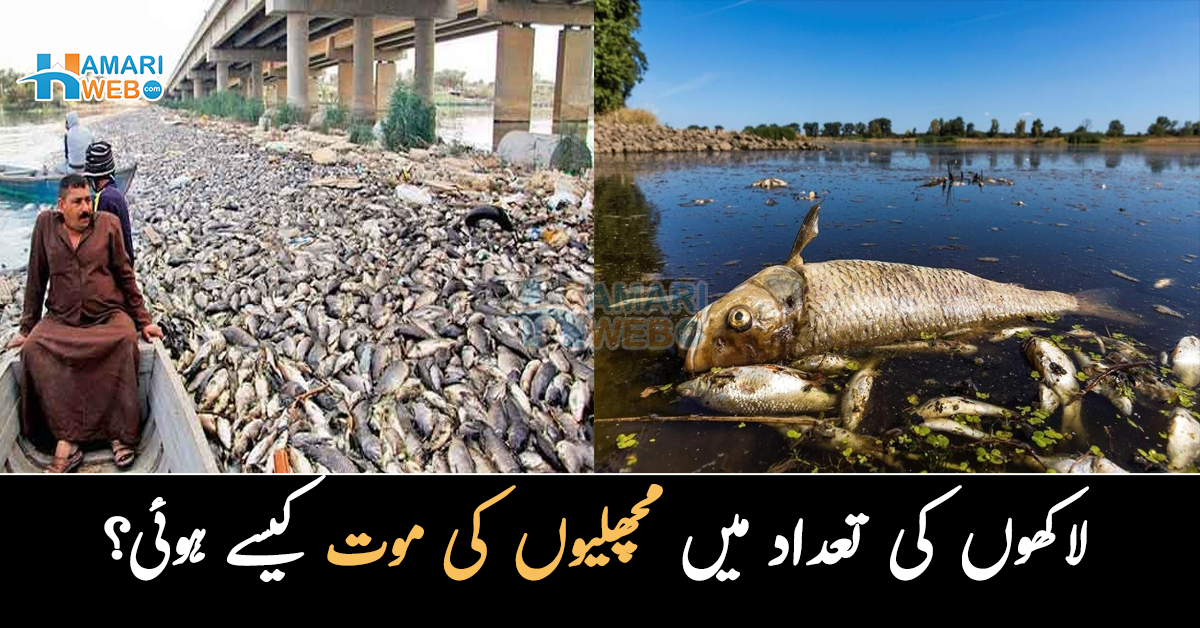لاکھوں مردہ مچھلیاں سمندر کے کنارے آگئیں۔۔ اتنی بڑی تعداد میں مچھلیوں کی موت کیوں ہوئی؟ ماہرین کا انکشاف