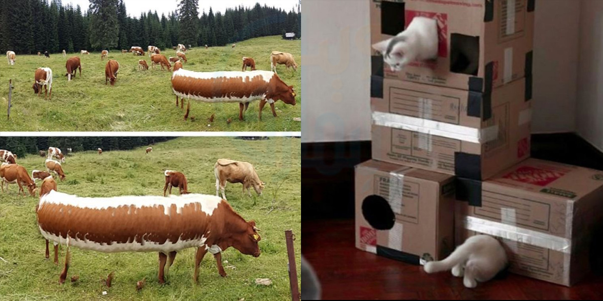 کہیں اتنی لمبی گائے ہے تو کہیں الگ دھڑ والی بلی۔۔ دماغ چکرا دینے والی تصاویر جو آپ کو بھی  سوچ میں ڈال دیں گی 