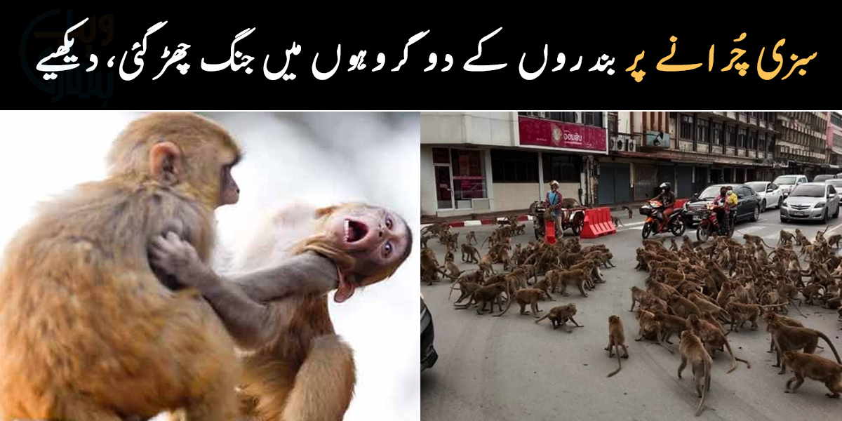 میری سبزی کیوں چرائی؟ بندروں کے دو گروہوں کے درمیان شدید جنگ، شہری ڈر گئے، دیکھیے ویڈیو