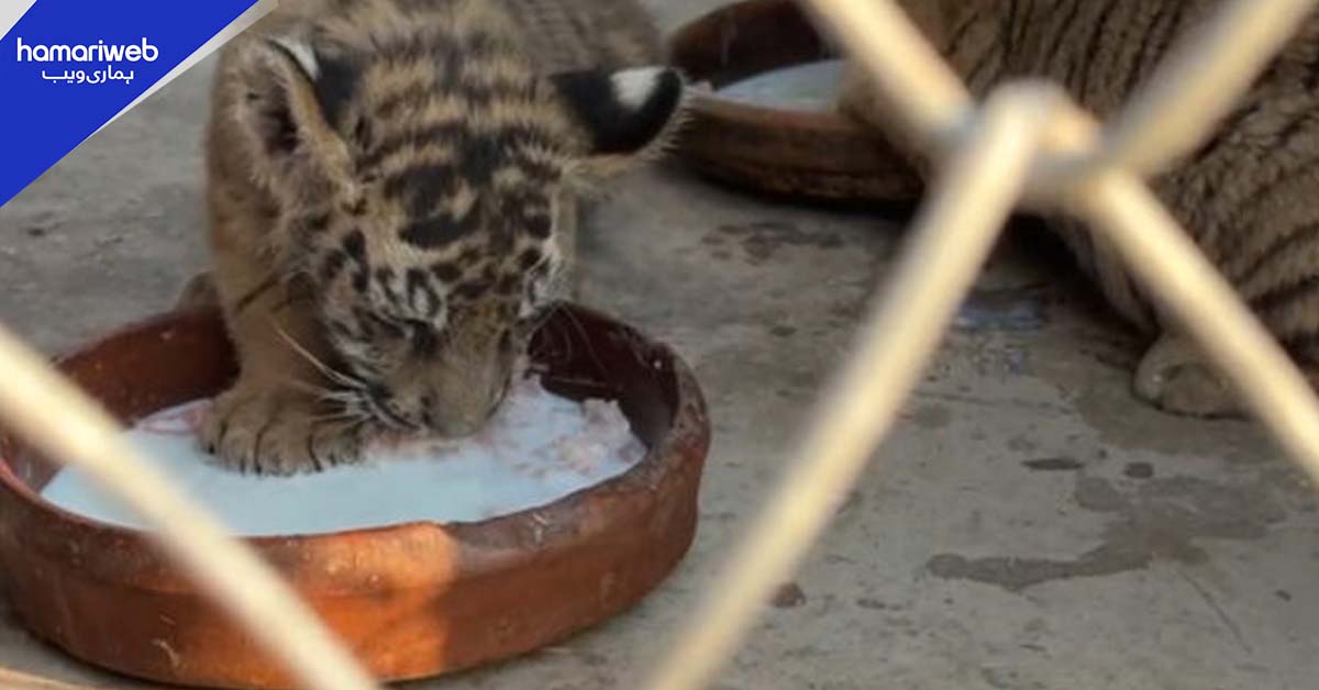 پشاور چڑیا گھر میں دو ننھے بنگال ٹائیگرز کی آمد