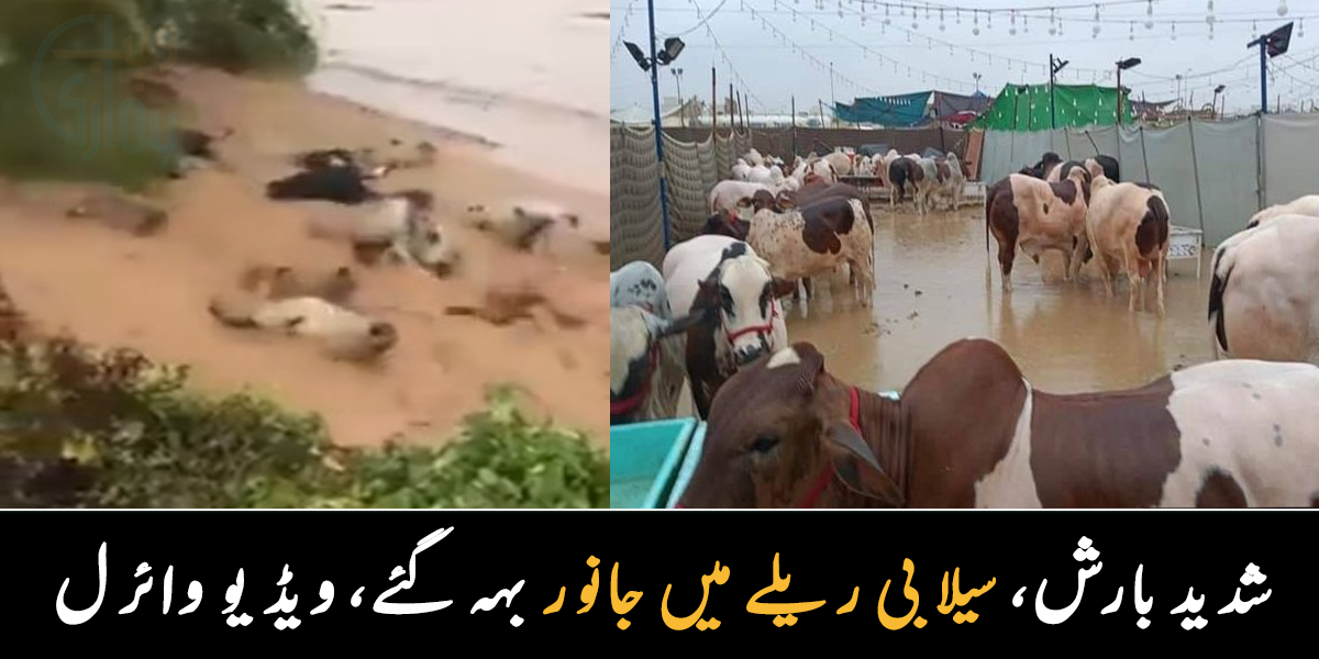 جانور پانی میں ڈوب گئے، حالات خراب ۔۔ طوفانی بارش نے منڈی میں تباہی مچادی