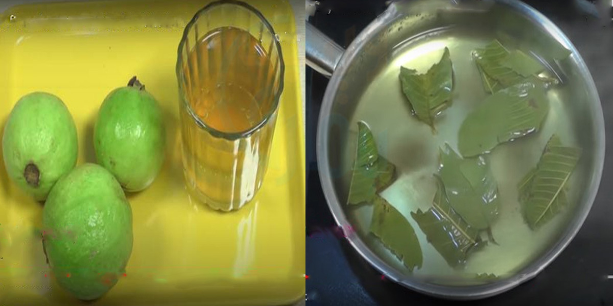 شوگر کے ساتھ موٹاپا کم کرنے میں بھی مدد کرتی ہے۔۔ امرود کے پتوں سے بننے والی چائے کے فائدے