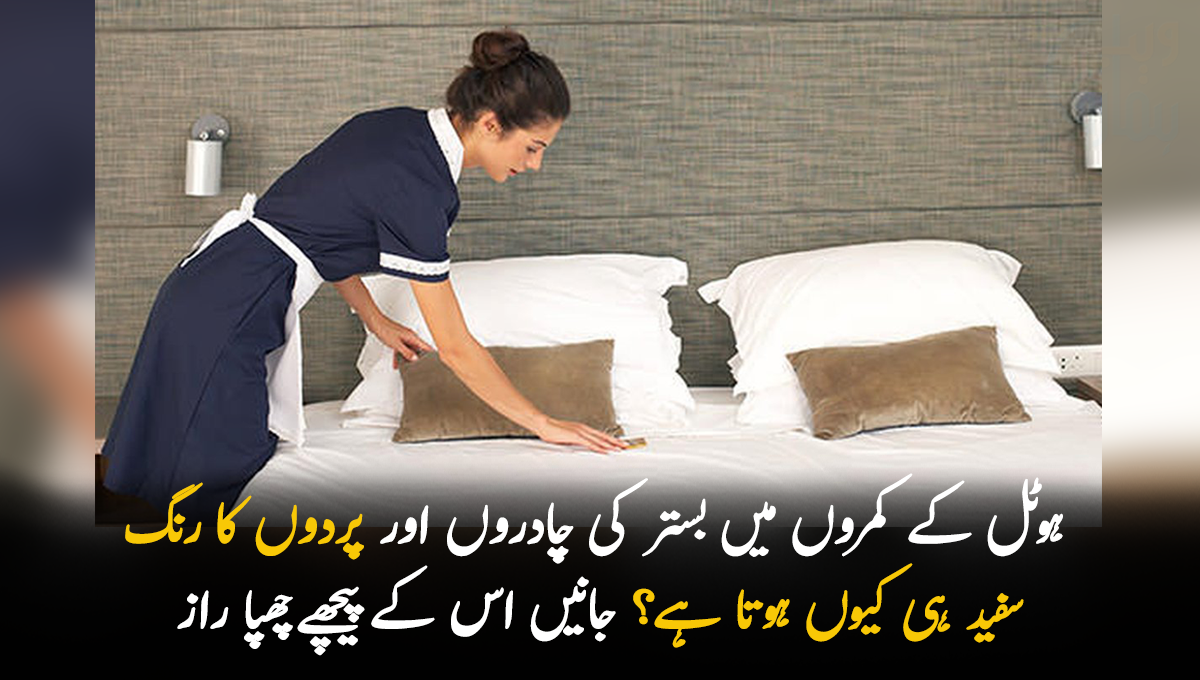 ہوٹل کے کمروں میں بستر کی چادروں اور پردوں کا رنگ سفید ہی کیوں ہوتا ہے؟ جانیں اس کے پیچھے چھپا راز جو کسی کو معلوم نہیں