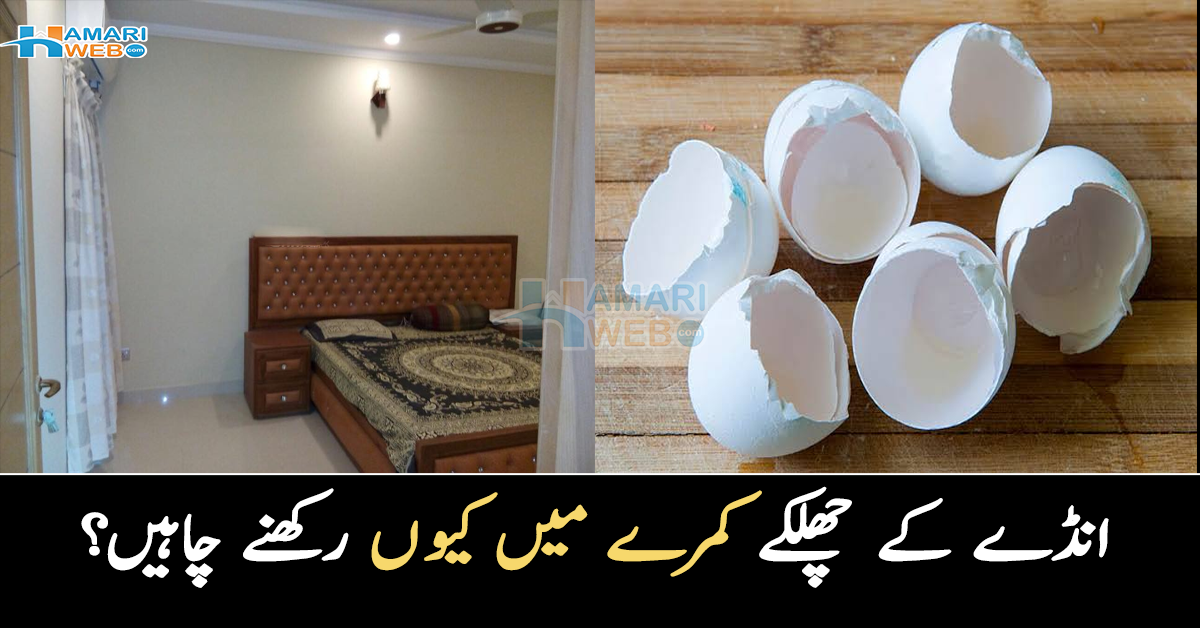 انڈے کے چھلکے کمرے میں کیوں رکھنے چاہیں؟ گرمی میں یہ کام لازمی کریں اور پائیں بڑی مشکل سے چھٹکارا