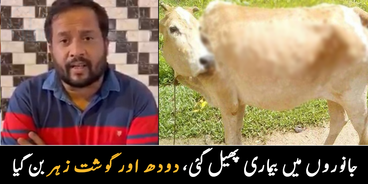 گائے کے دودھ اور گوشت میں خطرناک بیماری پھیل گئی ۔۔ جانیے قربانی کے جانور کے جسم پر نکلنے والا پھوڑا کتنے جانوروں کو مار چکا ہے؟
