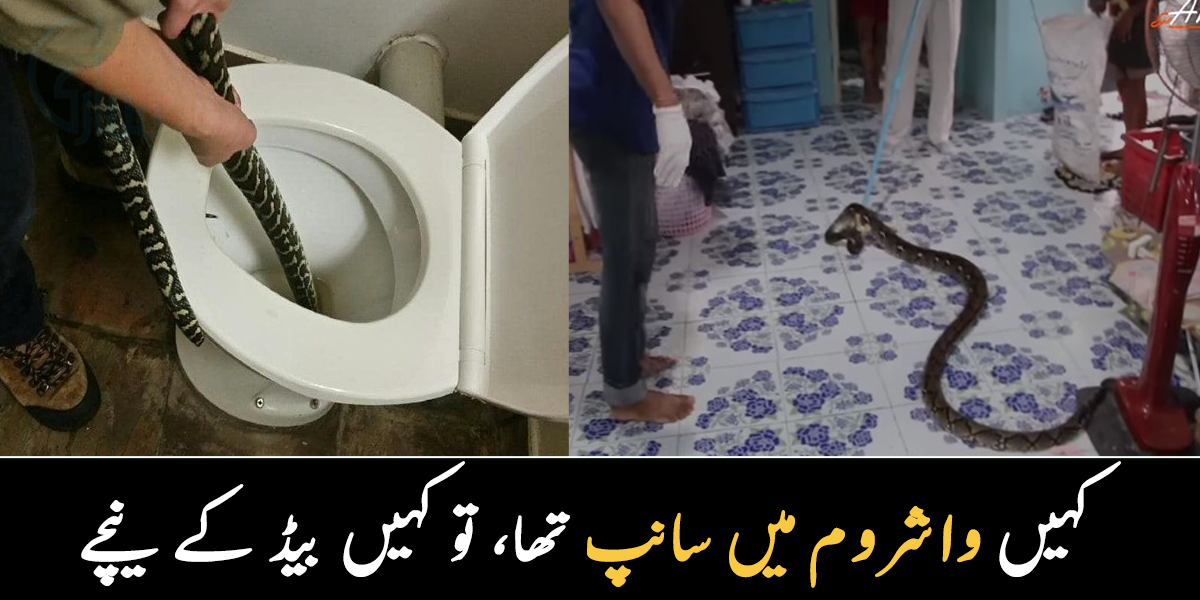 کہیں واشروم میں سانپ تھا تو کہیں بیڈ کے نیچے ۔۔ سانپ اچانک ایسی جگہوں پر کہاں سے آجاتے ہیں؟ دیکھیے