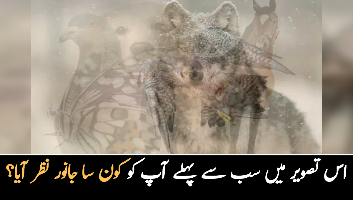 آپ نے اس تصویر میں سب سے پہلے کونسا جانور دیکھا؟ جانیئے پہلے دکھائی دینے والا جانور آپ کی شخصیت اور زندگی سے متعلق کیا بتاتا ہے؟