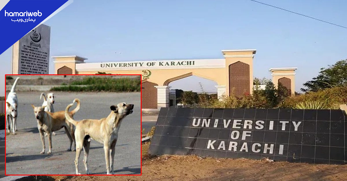 جامعہ کراچی میں آوارہ کتوں کا راج، 2 بچے زخمی، اساتذہ اور اپوزیشن لیڈر کا احتجاج