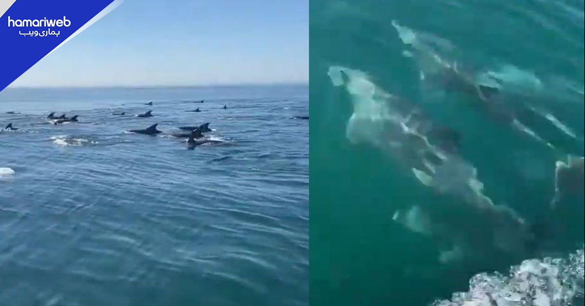 گوادر کے ساحل پر ڈولفنز کا حیرت انگیز نظارہ۔۔۔ ویڈیو وائرل