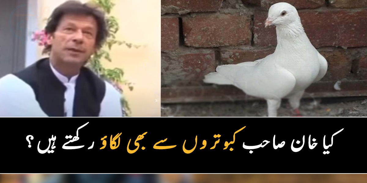 سفید کبوتر کی جوڑی ان کے گھر آتی ہے ۔۔ جانیے انٹرویو کے دوران جب کبوتر آیا، تو عمران خان نے ایسا کیا کہا، جو اینکر بھی ہنس گئیں