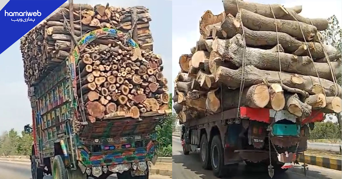 ٹھٹھہ، سجاول میں جنگلات کٹائی اور لکڑی کی دیگر شہروں میں منتقلی جاری