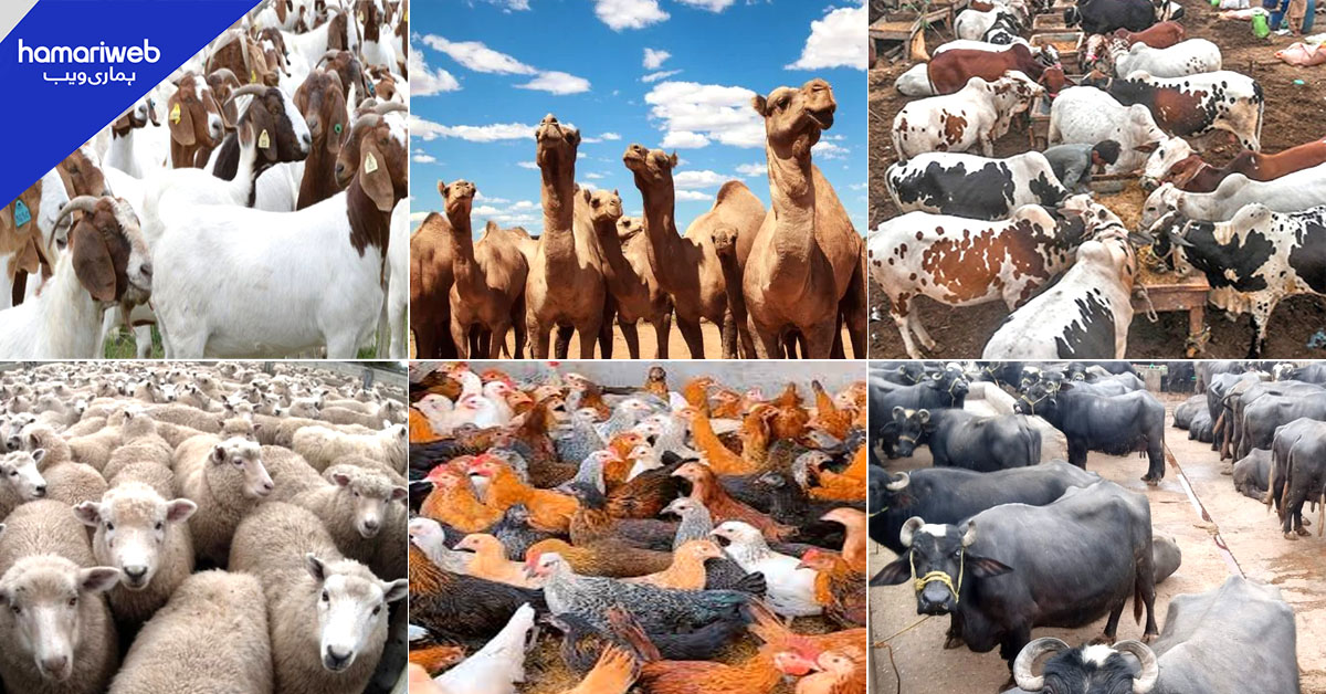 پاکستان میں مویشی کی تعداد میں کتنا اضافہ ہوا؟ تفصیلات سامنے آگئیں