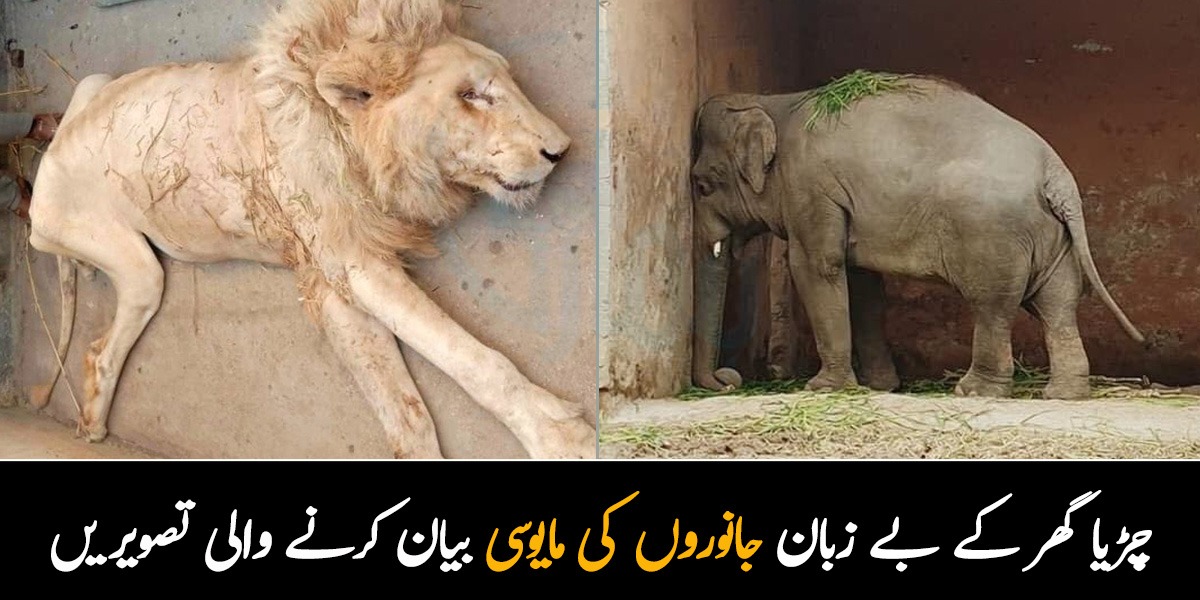 کہیں سُفید شیر مر گیا تو کہیں ہاتھی نے دم توڑ دیا ۔۔ چڑیا گھر کے جانوروں کی مایوسی بیان کرنے والی کچھ ایسی تصاویر جو سب کو افسردہ کردیں گی