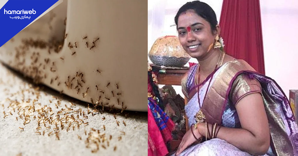 چیونٹیوں کی وجہ سے اپنی جان کیوں لے لی؟ آخری خط پڑھ کر گھر والے صدمے کا شکار ہوگئے