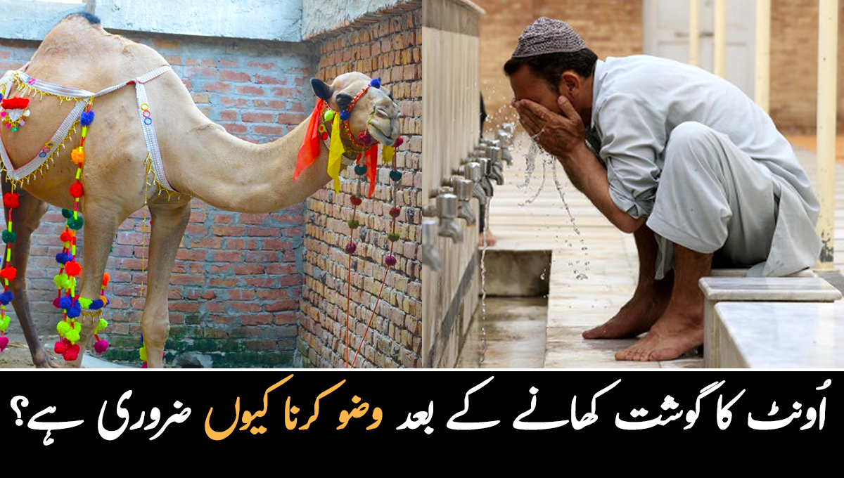 اونٹ کا گوشت کھانے کے بعد وضو کرنا کیوں ضروری ہے؟ وہ اہم بات جس کی حقیقت بہت سے لوگ نہیں جانتے