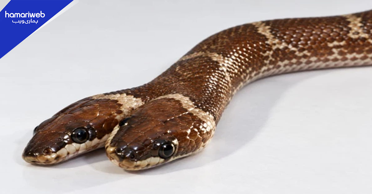 بھارت میں دو سروں والا نایاب سانپ برآمد، ویڈیو وائرل