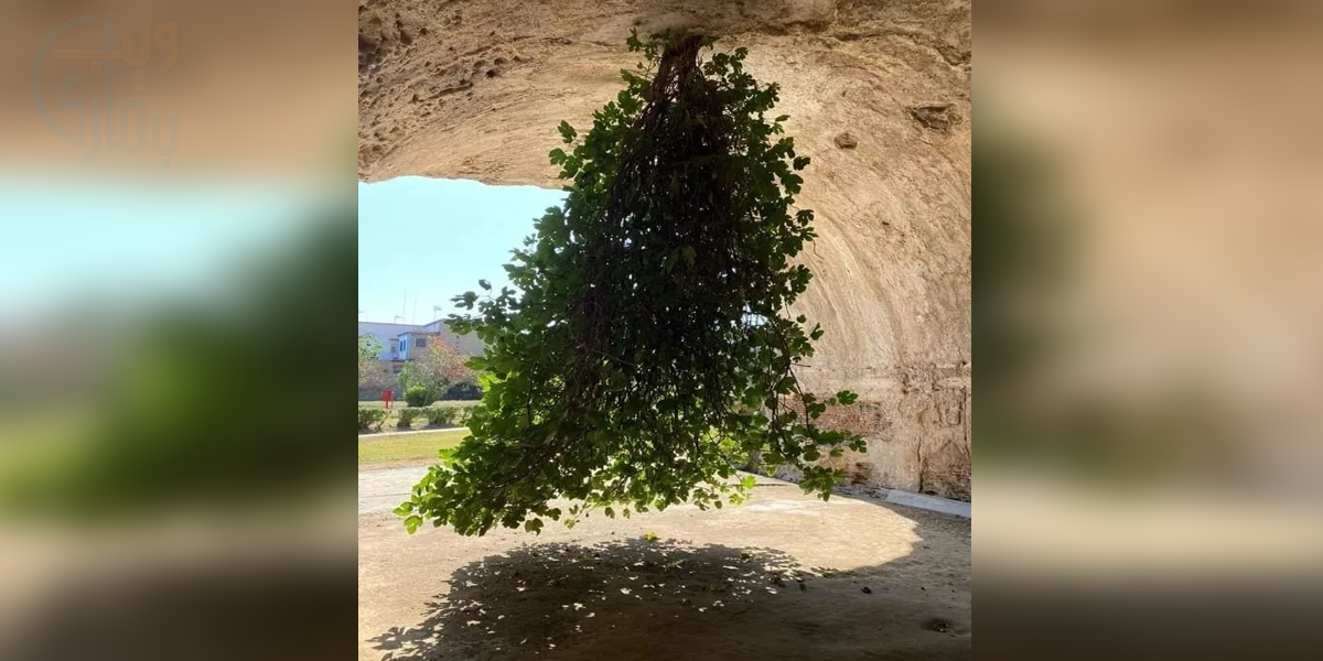 کیا آپ کو بھی درخت الٹا دکھائی دے رہا ہے، تصویر کو دیکھ کر بتائیں آپ کی شخصیت کیا کہتی ہے؟