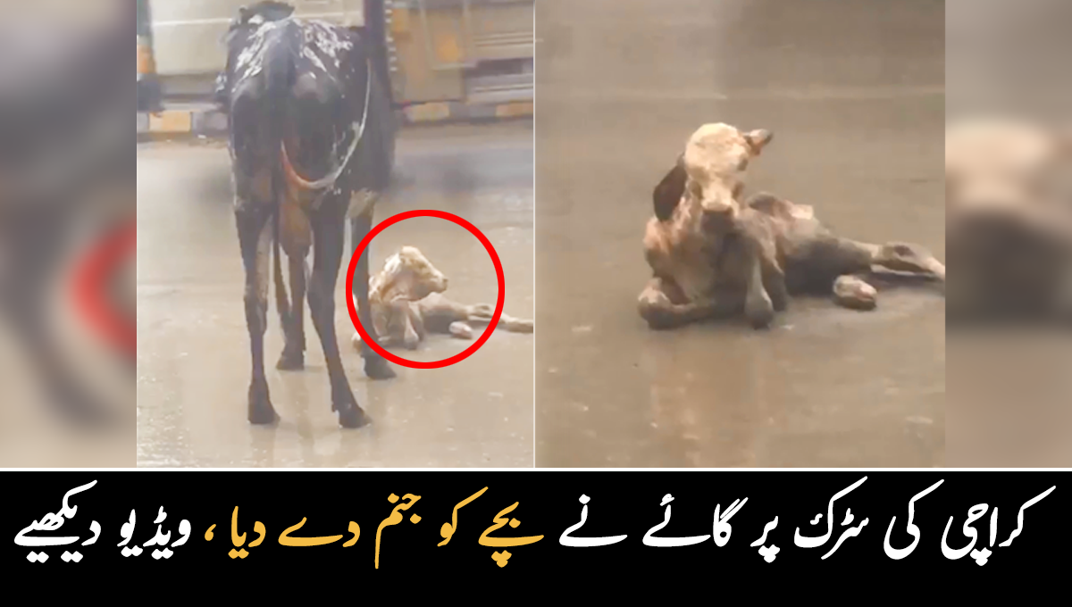 گائے نے سڑک پر ہی بچے کو جنم دے دیا۔۔ کسی کو اپنے بچے کے قریب بھی نہیں آنے دیا، ویڈیو سوشل میڈیا پر وائرل