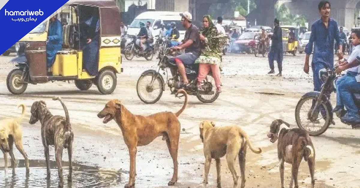 کراچی میں آوارہ کتوں کے حملوں میں تشویشناک اضافہ، 5 روز میں 300 کیسز رپورٹ