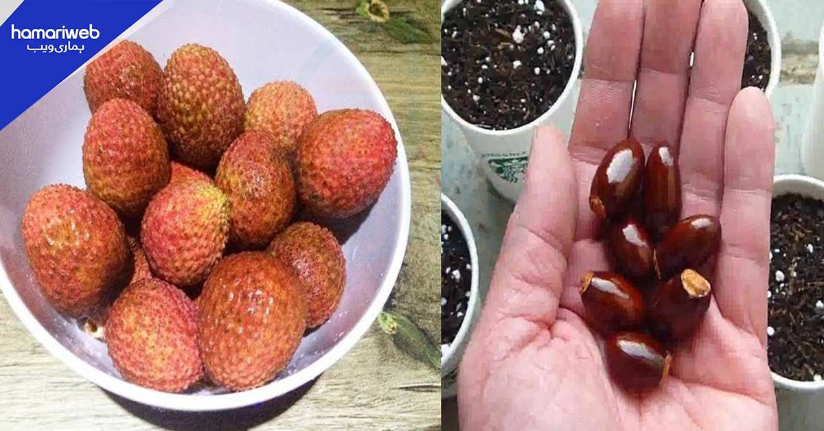 اس کا بیج منہ میں نہ رکھیں ورنہ، لیچی کے بیج کے چند فائدے اور زہریلے نقصانات