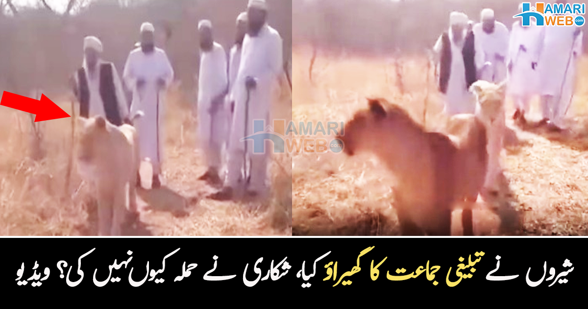 تبلیغی جماعت والوں کے سامنے شیر آ گیا۔۔ افریقی ملک میں تبلیغ دینے والے مسلمانوں کا سامنا شیر سے ہوا تو کیا ہوا؟ دلچسپ ویڈیو