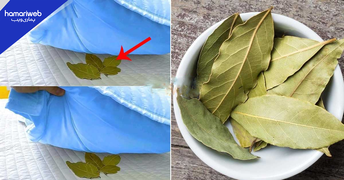 تکیہ کے نیچے تیز پتے رکھ کر سونے سے کیا ہوتا ہے؟ سادہ سی ٹپ جو آپ کے ہزاروں روپے کی بچت کرے