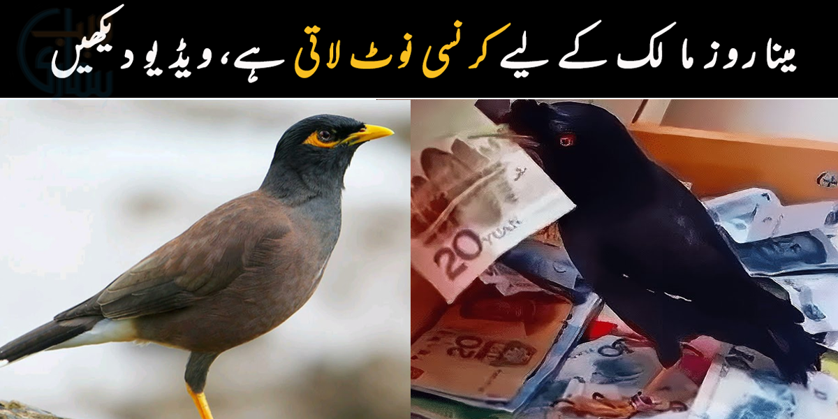 کاش ہمارے پرندے بھی ایسے ہوتے ۔۔ کھانا کھلانے پر مینا روز مالک کے لیے پیسے لاتی ہے، ویڈیو دیکھیں