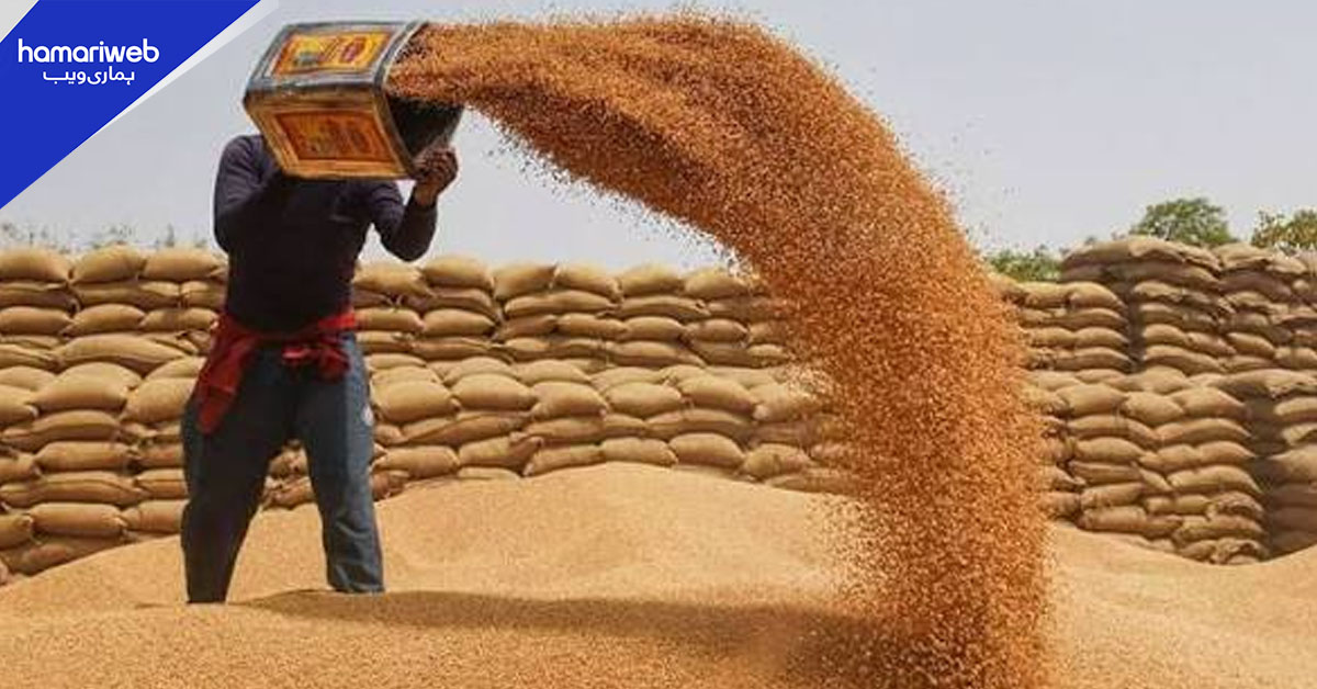 گندم بحران کیوں پیدا ہوا؟ اصل کہانی سامنے آگئی