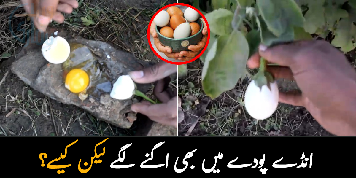 انڈے پودے میں بھی اگنے لگے لیکن کیسے؟ جانیے سوشل میڈیا وائرل اس ویڈیو کی حقیقت کیا ہے؟