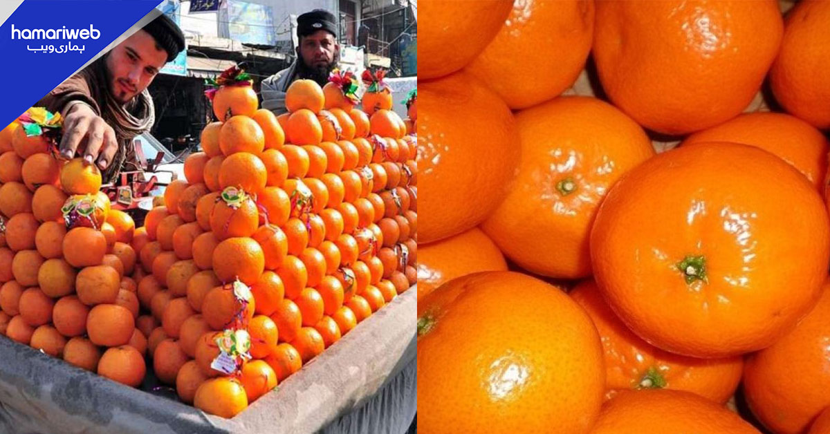 کینو ہمیشہ کھٹے نکل آتے ہیں تو اب آپ کی پریشانی ہی ختم ۔۔ میٹھے کینو کیسے خریدیں ؟ پہچان کا وہ آسان طریقہ جو پھل فروش آپ کو کبھی نہیں بتائیں گے