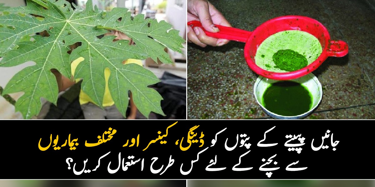 صرف ڈینگی ہی نہیں بلکہ شوگر ، کینسر اور بہت سی بیماریوں سے لڑنے میں مدد کرتا ہے۔۔۔ جانئیے پپیتے کے پتوں کو مختلف بیماریوں سے بچنے کے لئے کس طرح استعمال کریں؟