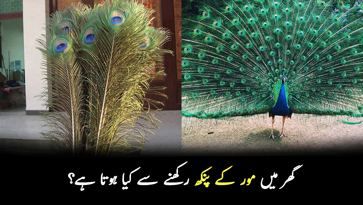کیا آپ جانتے ہیں گھر میں مور کے پنکھ رکھنے سے کیا ہوتا ہے؟ وجہ جان کر آپ بھی مور کر پنکھ گھر لے آئیں گے