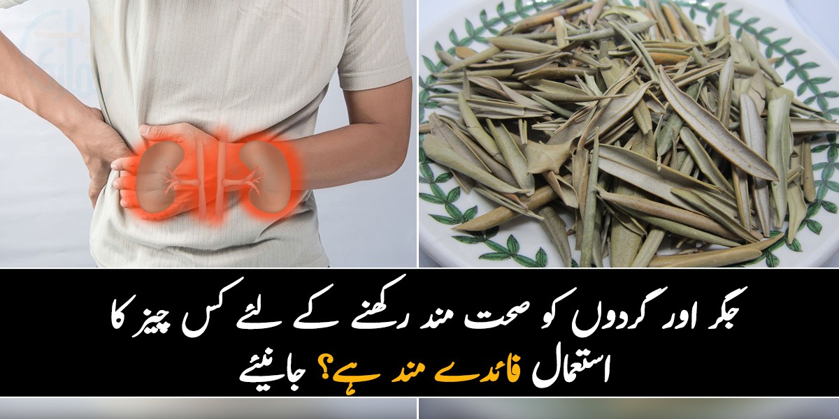 گردوں اور جگر کو ہمیشہ صحت مند رکھنے میں مددگار ۔۔ جانیئے زیتون کے پتوں میں چُھپے صحت کے کئی راز