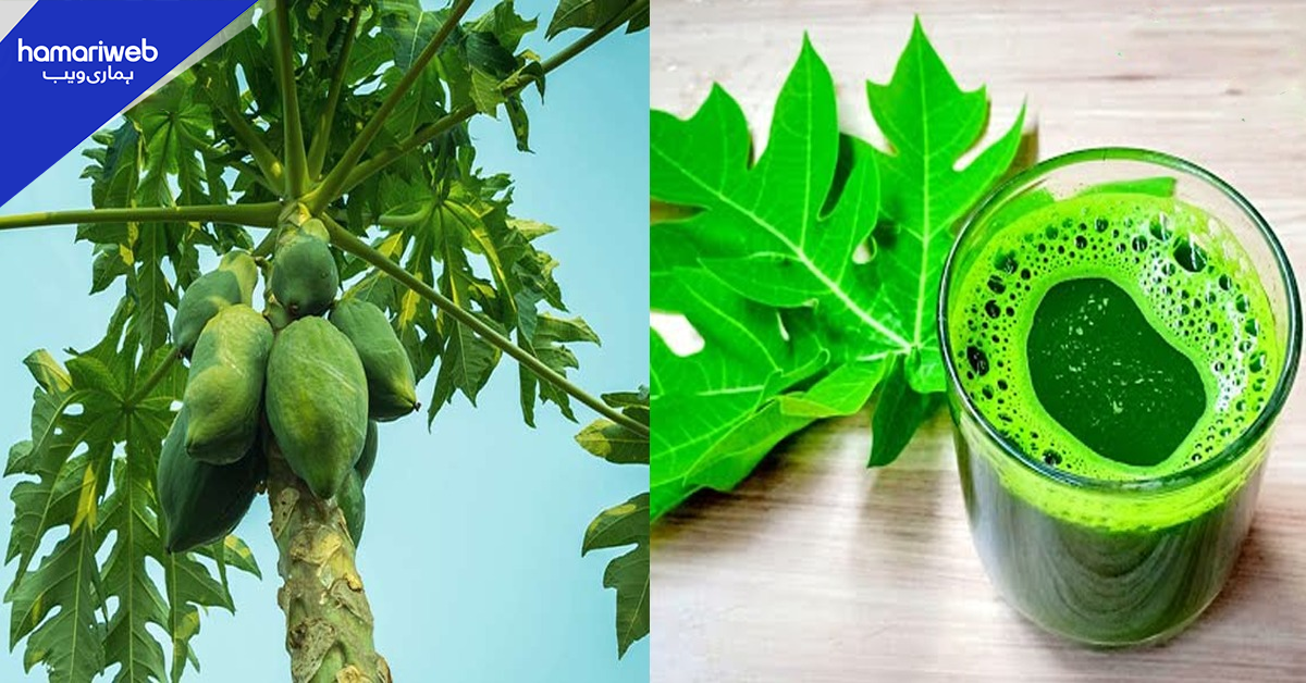 پپیتے کے پتوں کو ڈینگی بخار کا توڑ کیوں کہا جاتا ہے؟ ان کا جوس بنانے کا طریقہ جو مریضوں کے لئے فائدہ مند ہے