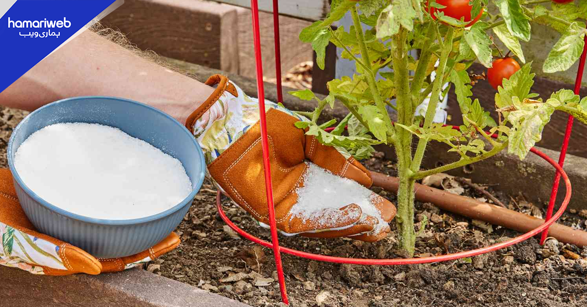 کیا نمک ڈالنے سے درخت زیادہ پھل دیتا ہے؟ اصل حقیقت سامنے آگئی