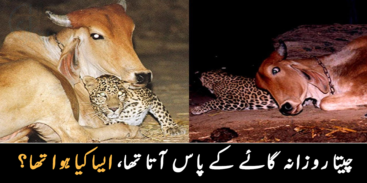 چیتا روز رات کو گائے کے پاس آتا تھا کیونکہ ۔۔ گائے کے مالک نے کیمرے میں ایسا کیا منظر دیکھا جو جذباتی ہو گیا؟ دیکھیے