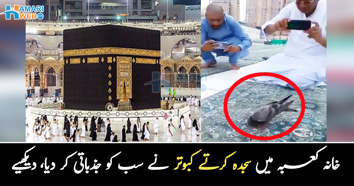 لوگ ہٹا رہے تھے مگر کبوتر سجدے کی حالت میں رہا ۔۔ مسجد الحرام میں کبوتر کے سجدے کرتے ہوئے ویڈیو دیکھیے
