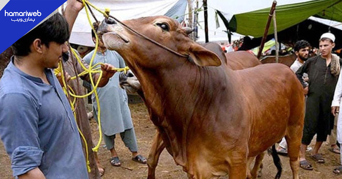 وفاقی دارالحکومت میں 6 عارضی مویشی منڈیوں کی نیلامی مکمل