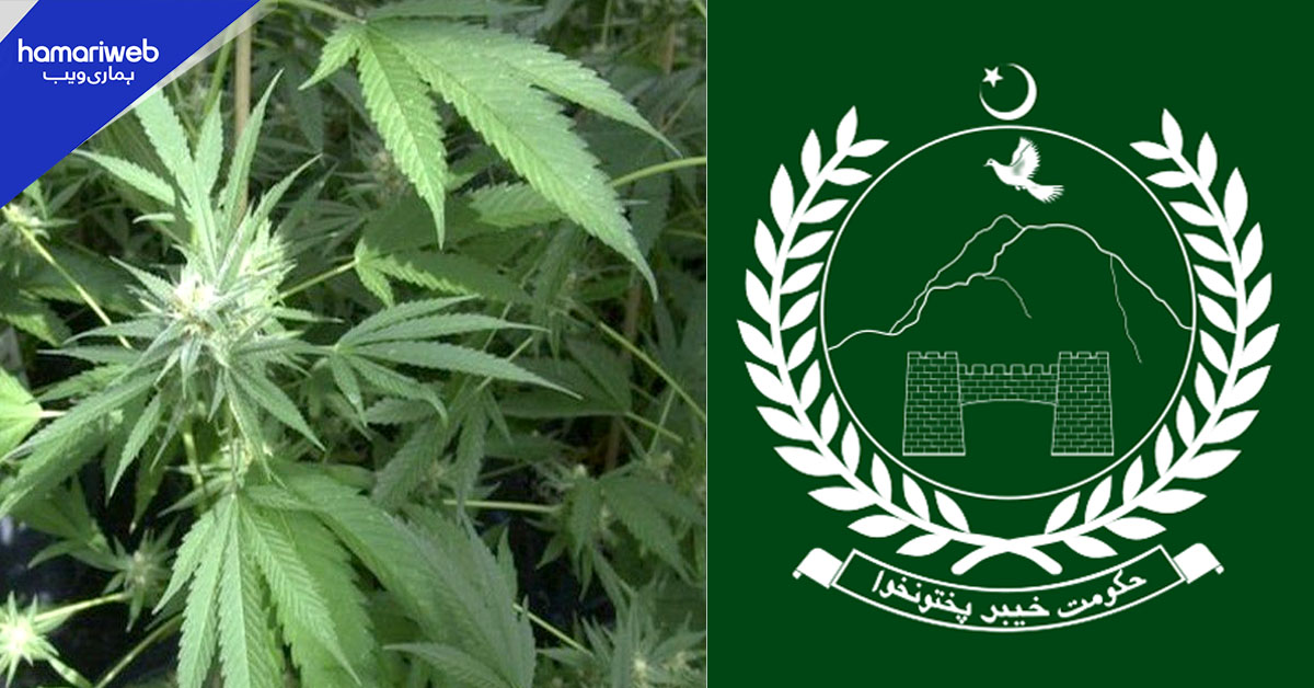 خیبر پختونخوا میں بھنگ کی کاشت کو قانونی حیثیت دینے پر غور شروع